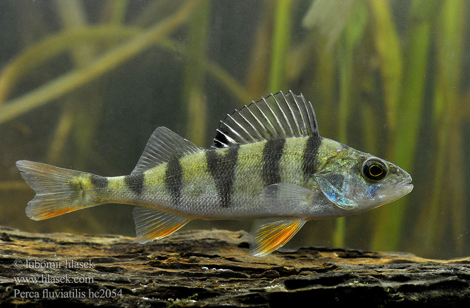 Perca río riu Perca fluviatilis European perch Okoun říční