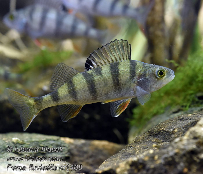 Perca fluviatilis Grgeč