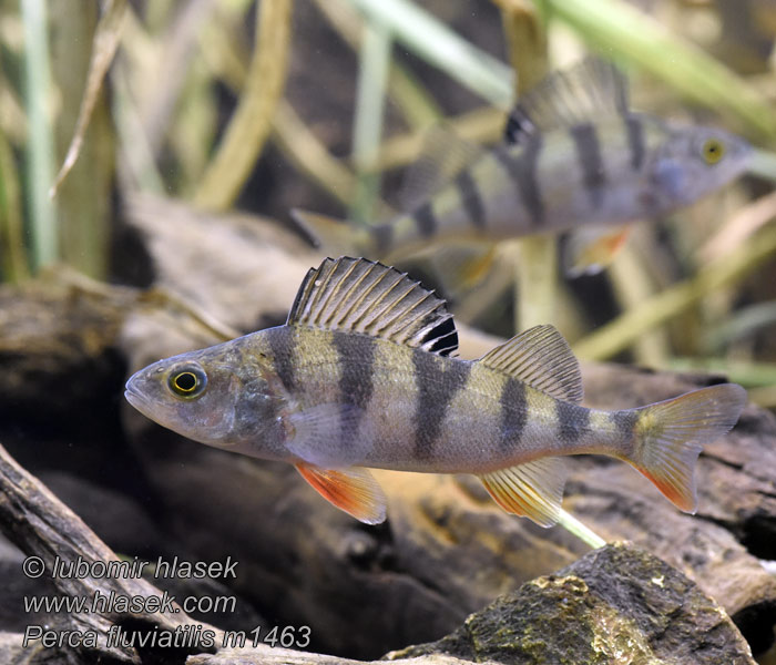 Perca fluviatilis Ešerys