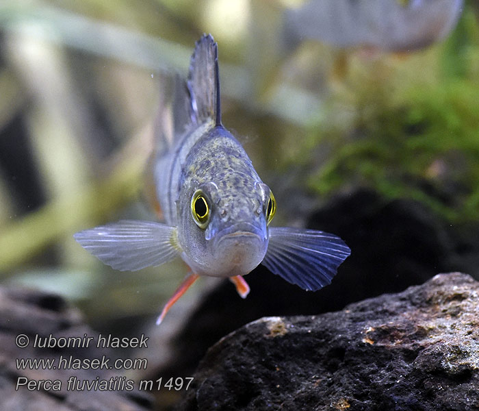 Perca fluviatilis Csapósügér