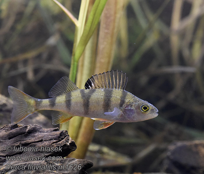 Perca fluviatilis Abbor Åbor