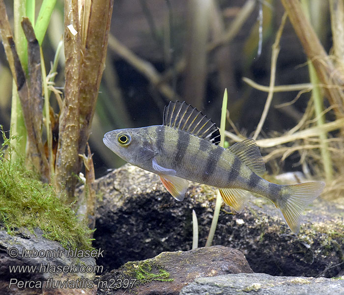 Perca fluviatilis Okoń europejski