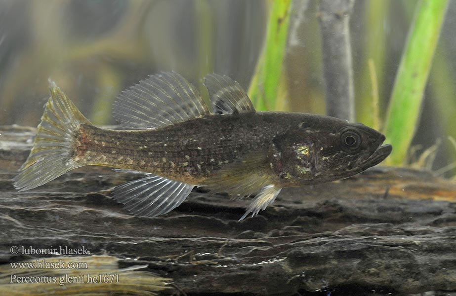 Býčkovec amurský Perccottus glenii Chinese sleeper Amur Amurgéb