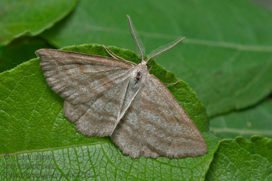 Perconia strigillaria Heide-Streifenspanner Piadivka vresovcová Pytnik pasiaczek