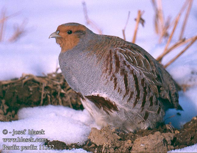 Perdix perdix Grey Partridge Rebhuhn Perdrix grise