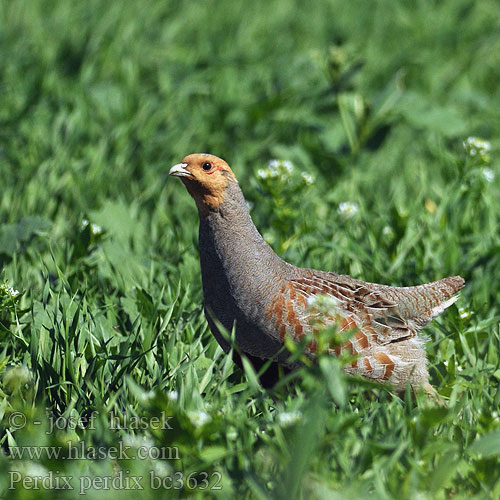 Perdix perdix Grey Partridge Rebhuhn Perdrix grise