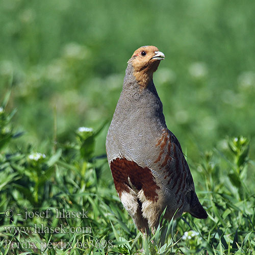 Perdix perdix bc3698