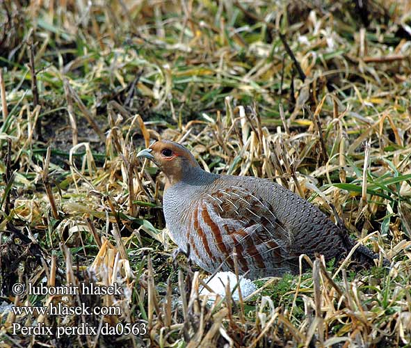 Grey Partridge Rebhuhn Perdrix grise Perdiz Pardilla