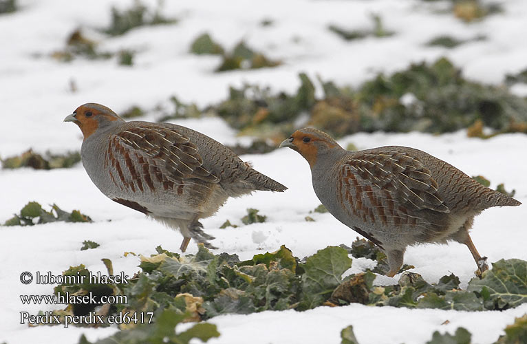 Perdix perdix Grey Partridge Rebhuhn Perdrix grise