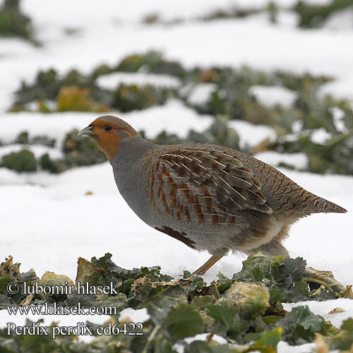 Grey Partridge Rebhuhn Perdrix grise Perdiz Pardilla