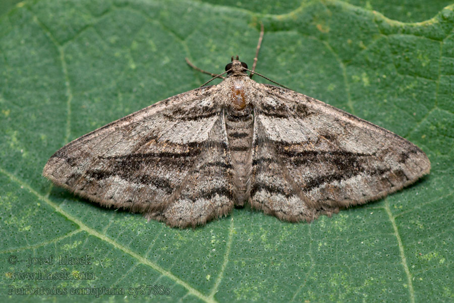 Peribatodes correptaria