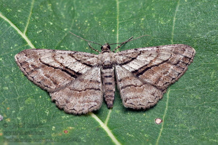 Peribatodes correptaria