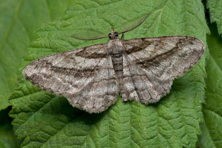 Peribatodes correptaria