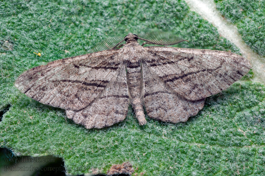 Peribatodes correptaria