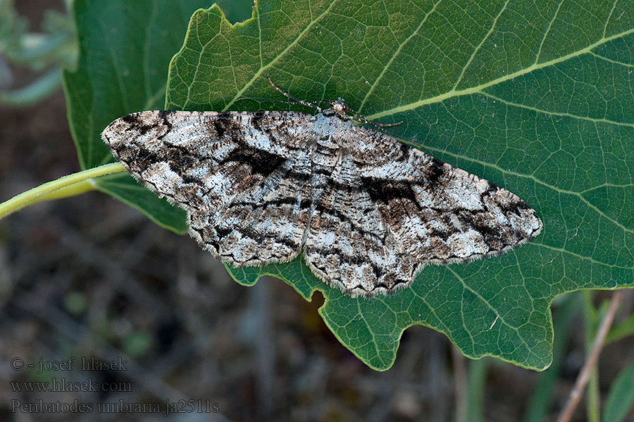 Peribatodes umbraria