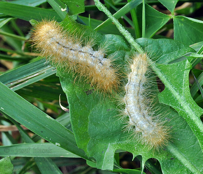 Large tiger moth Pericallia matronula