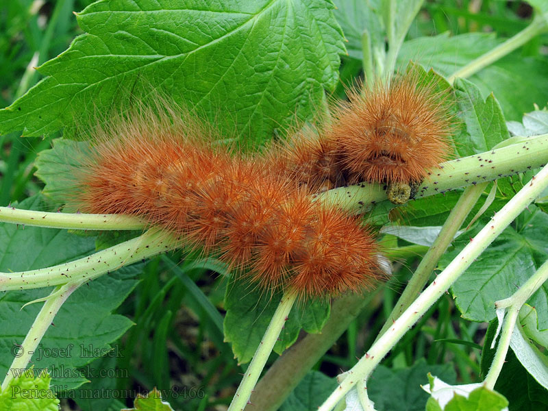 Écaille brune Matrone Pericallia matronula