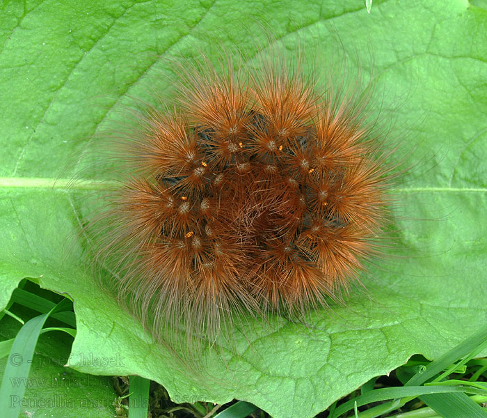 Grote beer Pericallia matronula