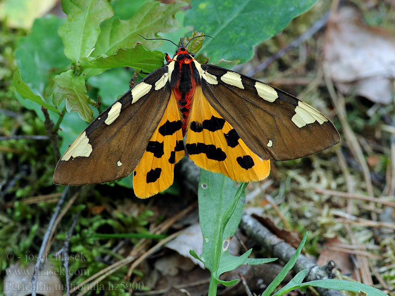 Přástevník střemchový ジョウザンヒトリ Pericallia matronula