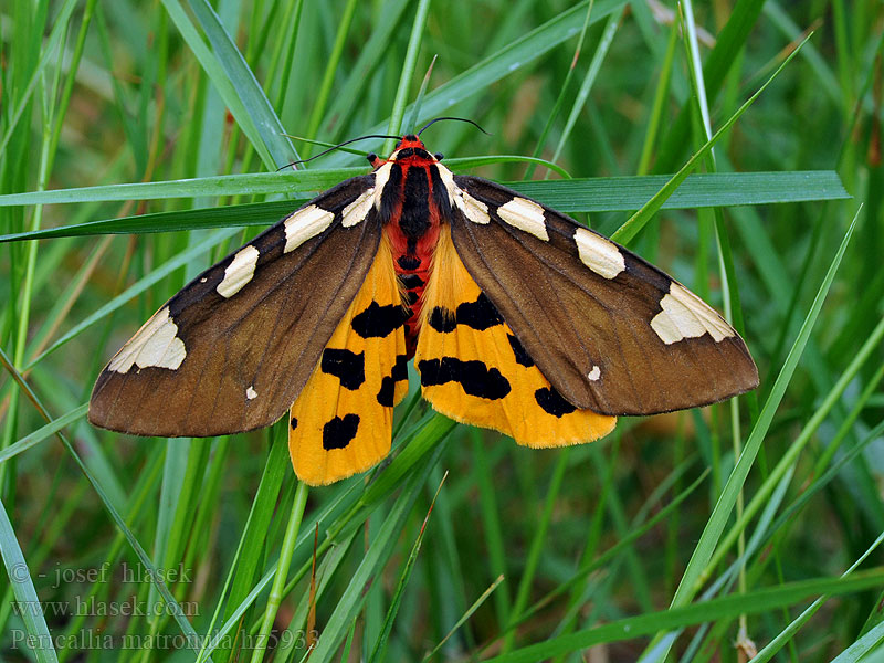 Écaille brune Matrone Pericallia matronula