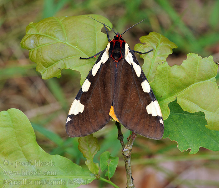 Óriás-medvelepke Pericallia matronula