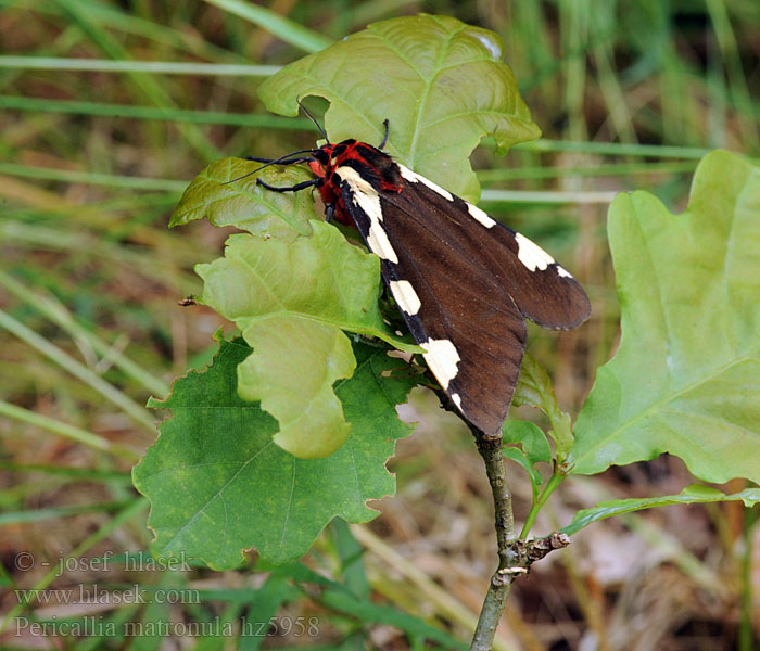 Tsarbjörnspinnare Pericallia matronula