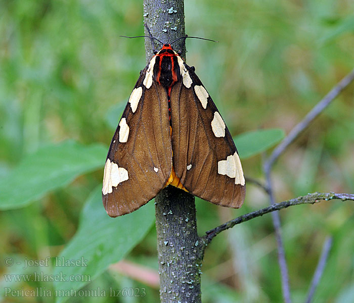 ジョウザンヒトリ Pericallia matronula