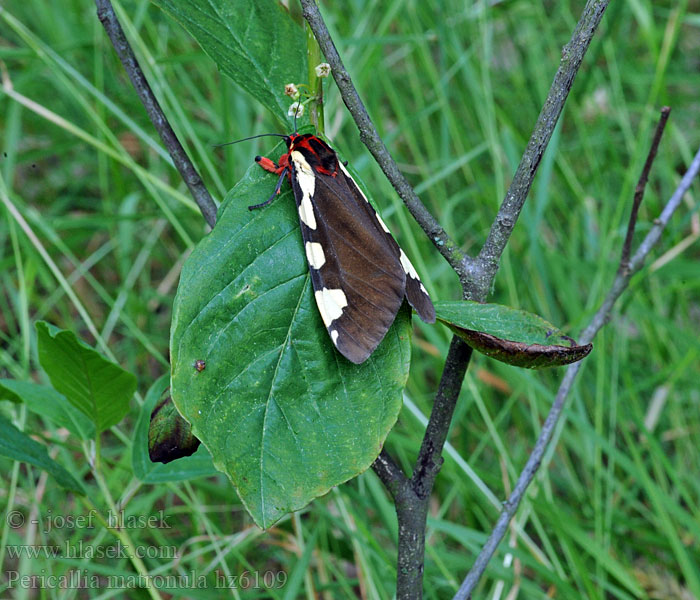 Pericallia matronula