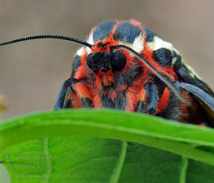 Pericallia matronula Augsburger Bär