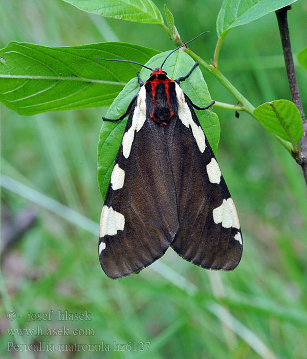 Pericallia matronula Spriadač čremchový