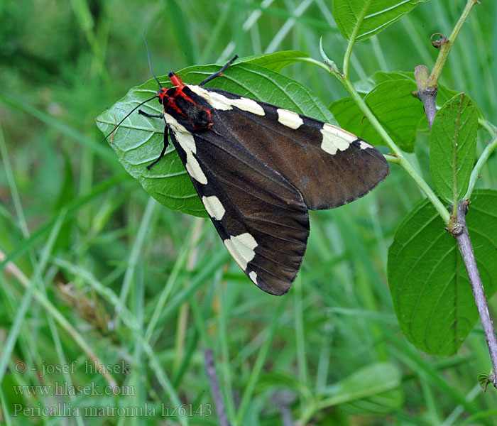 Pericallia matronula Écaille brune Matrone