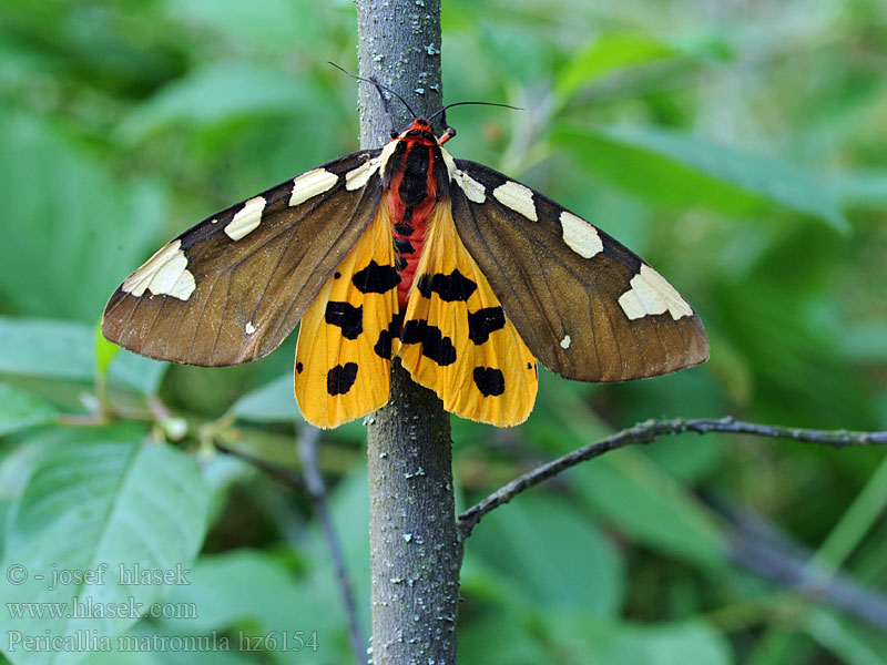 Pericallia matronula Grote beer