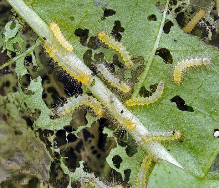 Óriás-medvelepke Pericallia matronula