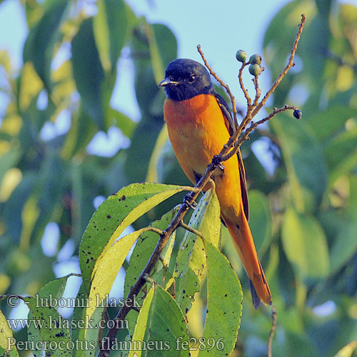 Pericrocotus flammeus Muscicapa  Scarlet Minivet Suříkovec šarlatový Scharlachmennigvogel Minivete Rojo Grand Minivet Uccello fiamma scarlatto ヒイロサンショウクイ Scharlaken Menievogel Purpurek ognisty 赤紅山椒鳥 赤红山椒鸟 Огненнобрюхий длиннохвостый личинкоед นกพญาไฟใหญ่ Burung Matahari Skarlagenminivet