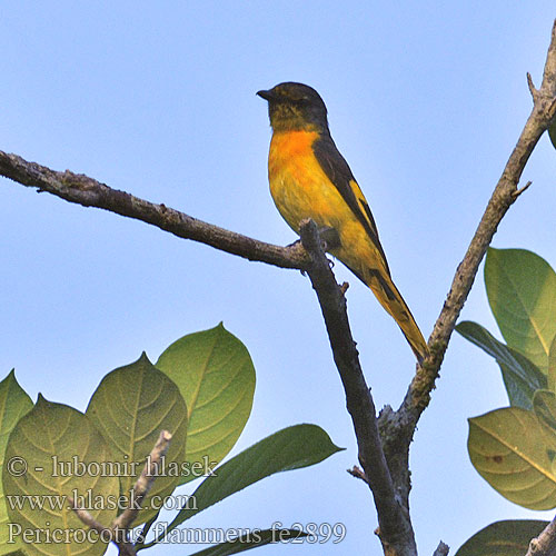 Suříkovec šarlatový Scharlachmennigvogel Minivete Rojo Grand Minivet Uccello fiamma scarlatto ヒイロサンショウクイ Scharlaken Menievogel Purpurek ognisty 赤紅山椒鳥 赤红山椒鸟 Огненнобрюхий длиннохвостый личинкоед นกพญาไฟใหญ่ Burung Matahari Skarlagenminivet Pericrocotus flammeus Muscicapa  Scarlet Minivet