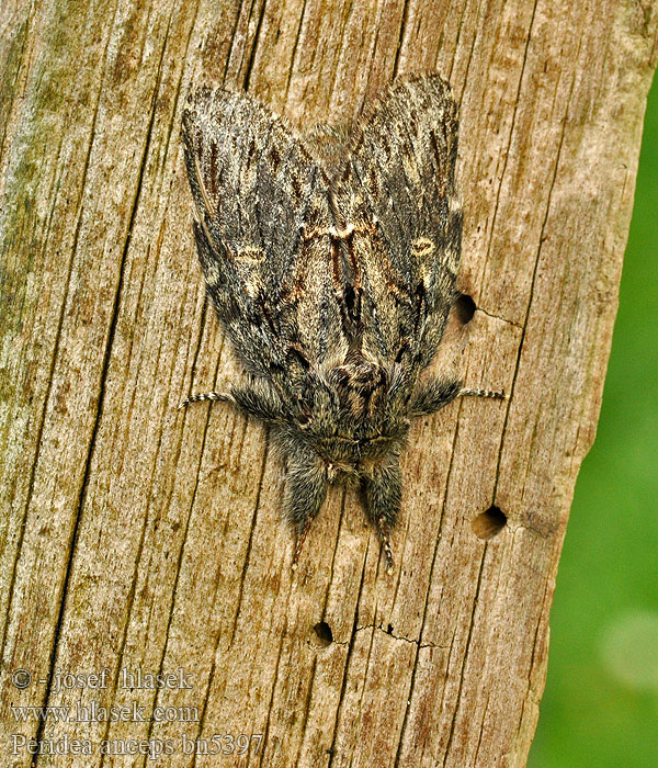 Хохлатки дубовая Peridea anceps Great Prominent