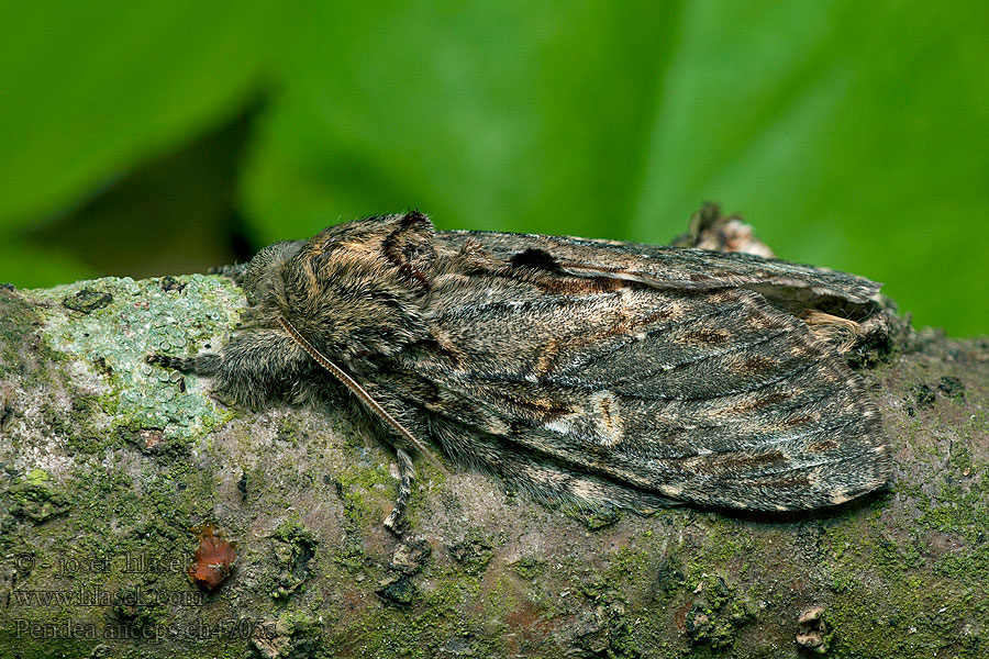 Eichen-Zahnspinner Ektandvinge Stor eiketannspinner Peridea anceps