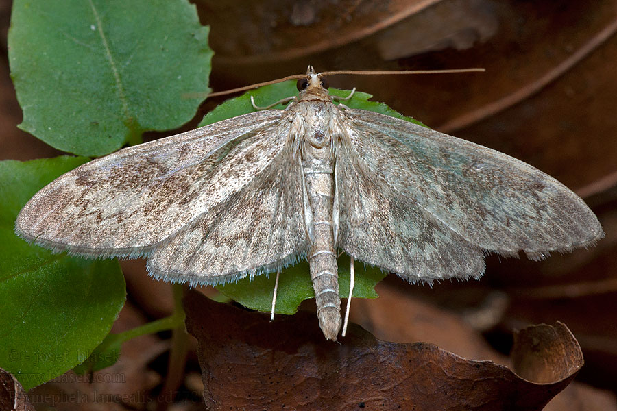 Vijačka starčeková Lansmott Perinephela lancealis