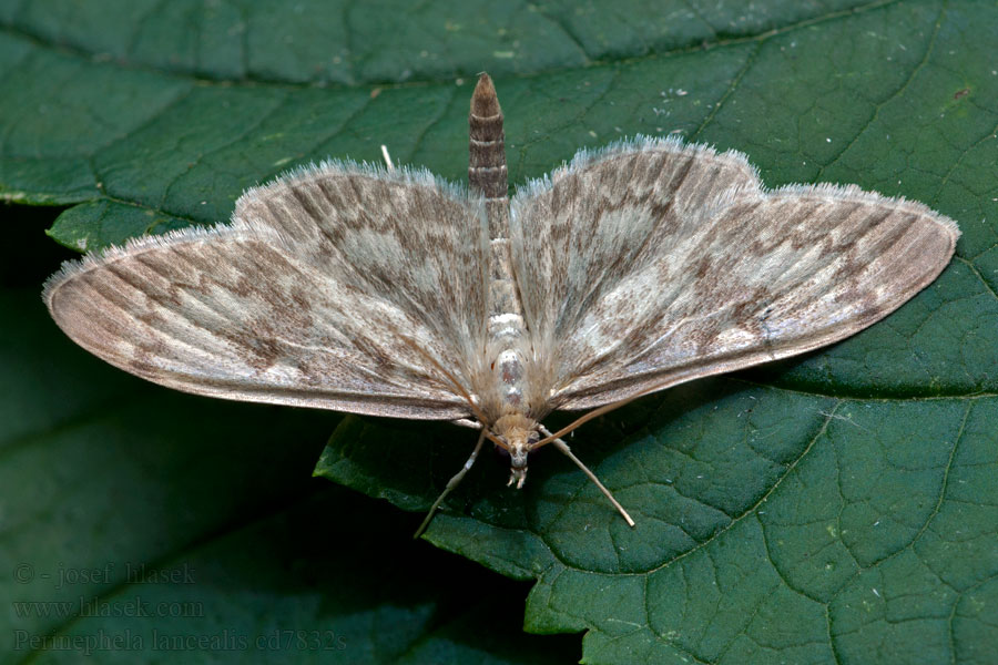 Lansmott Perinephela lancealis