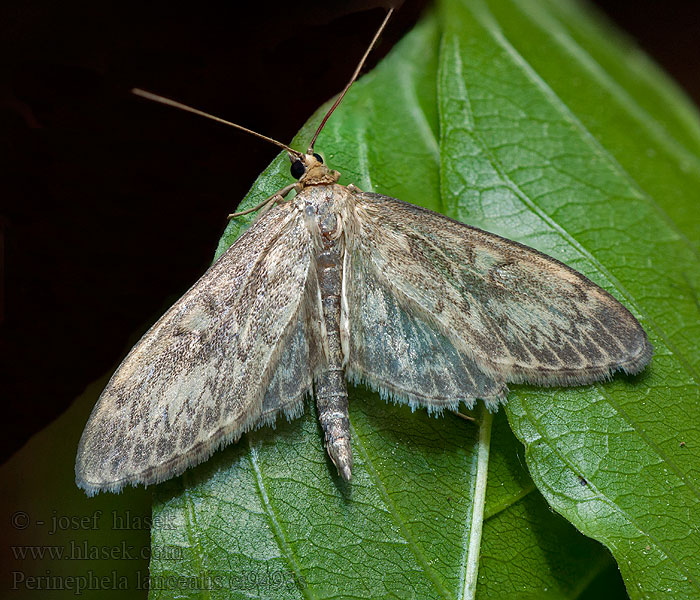 Perinephela lancealis