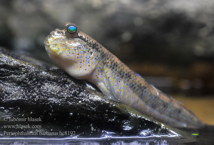 Periophthalmus barbatus barbarus Lezec obojživelný bahenní Atlantic Mudskipper Cher Afrikanischer Schlammspringer Poskoczek mułowy Илистый прыгун Eðjustökkull Стрибун атлантичний