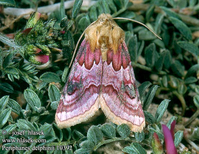 Periphanes delphinii Ridderspooruil Szarkalábbagoly Rittersporneule