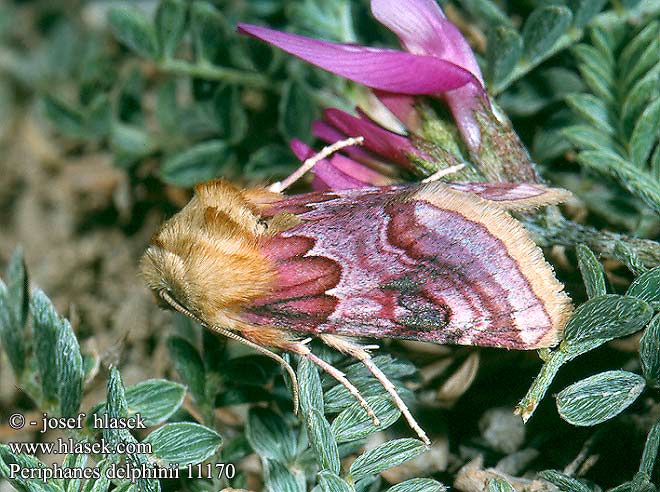 Periphanes delphinii Ridderspooruil Szarkalábbagoly Rittersporneule Шпорниковая совка