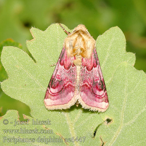 Periphanes delphinii Ridderspooruil Szarkalábbagoly Rittersporneule