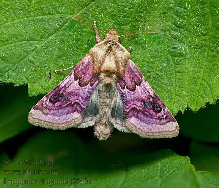 Szarkalábbagoly Periphanes delphinii