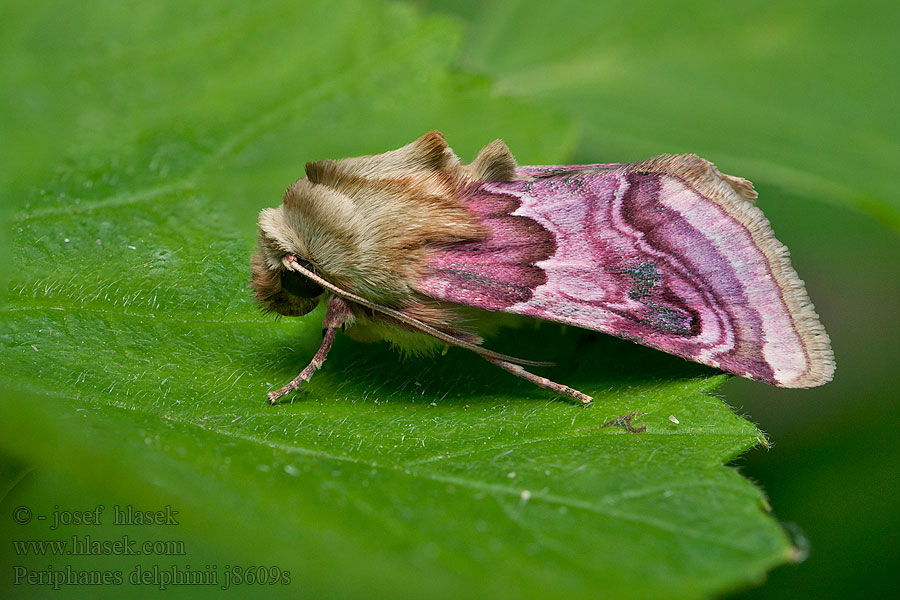 Шпорниковая совка Periphanes delphinii