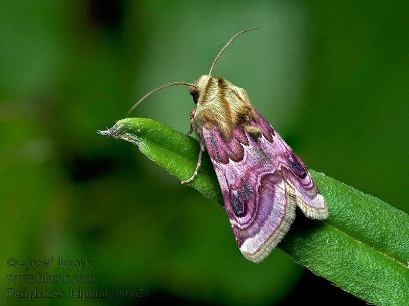 Černopáska stračková Periphanes delphinii