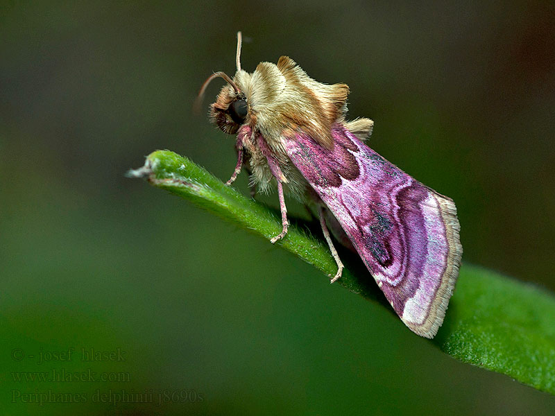 Periphanes delphinii