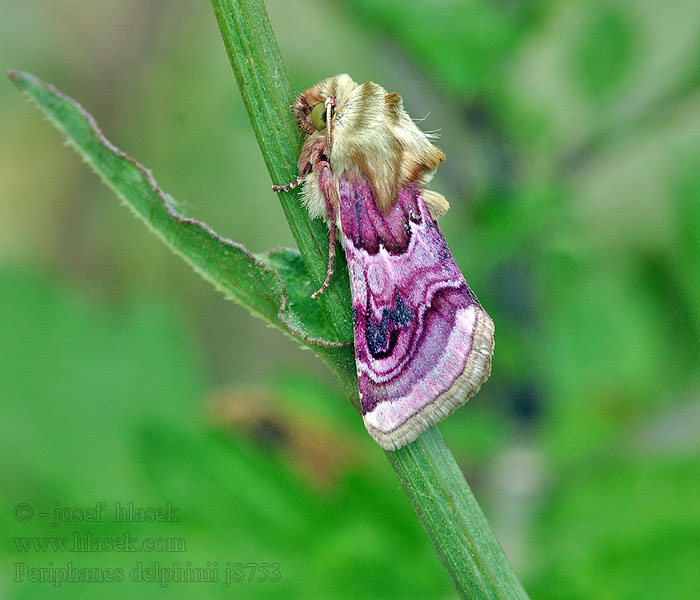 Periphanes delphinii