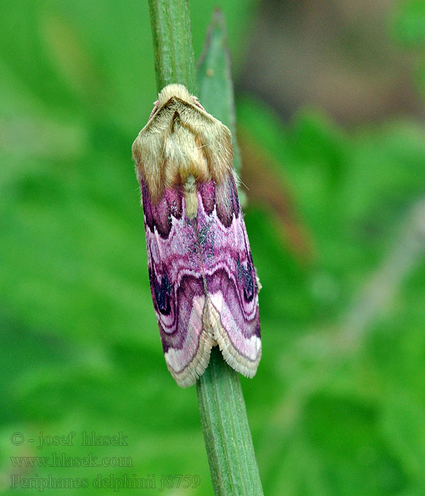 Periphanes delphinii